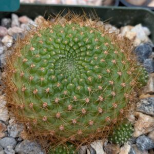 Kranz' Crown