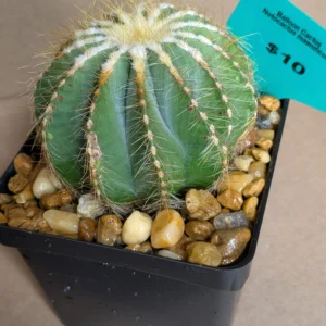 Notocactus magnificus Live Balloon Cactus Yellow Flowering Desert Plant Rick's Pricks