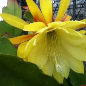 Orchid Cactus Vista Sun Live Giant Yellow Flowering Epiphyllum Plant Rick's Pricks