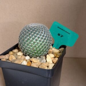 Mammillaria elegans Live White Ring Cactus Desert Plant Rick's Pricks