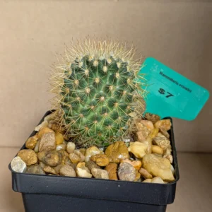 Mammillaria pringlei Live Golden Birds Nest Cactus Plant Rick's Pricks
