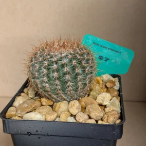 Notocactus schlosseri Live Ball Cactus Copper Spined Desert Plant Rick's Pricks