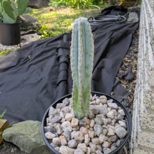 Pilosocereus pachycladus Live Blue Torch Columnar Cactus Plant Rick's Pricks