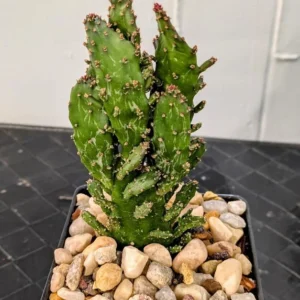 Variegated Opuntia monacantha Live Irish Mittens Cream and Green Prickly Pear Cactus Plant Rick's Pricks