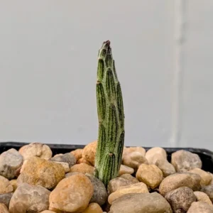 Senecio stapeliiformis Live Pickle Plant Patterned Cylindrical Stem Succulent Rick's Pricks