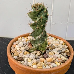 Spiral Cactus Live Rare Twisted Geometric Columnar Plant Rick's Pricks