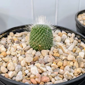 Mammillaria spinosissima Live Spiny Pincushion Cactus Plant Rick's Pricks