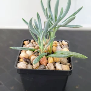 Senecio mandraliscae Live Blue Chalk Sticks Powder Blue Succulent Plant Rick's Pricks