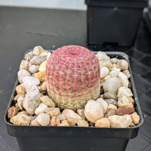Rainbow Hedgehog Cactus Live Echinocereus Rigidissimus Colorful Desert Plant Rick's Pricks