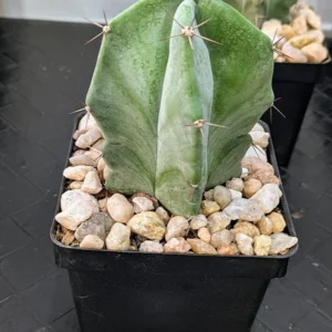 Stenocereus pruinosus Live Gray Ghost Organ Pipe Columnar Cactus Plant Rick's Pricks