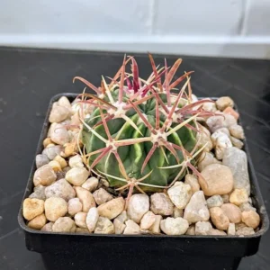 Ferocactus latispinus Live Devils Tongue Barrel Cactus Red Spined Plant Rick's Pricks