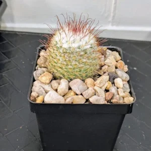 Mammillaria bombycina Live Silken Pincushion Cactus White Woolly Plant Rick's Pricks
