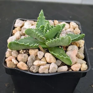 Faucaria tigrina Live Tiger Jaws Succulent Tooth Fringed Plant Rick's Pricks