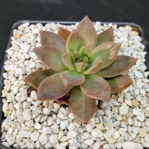 Graptosedum California Sunset Live Peach Orange Rosette Succulent Plant Rick's Pricks