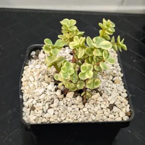 Portulacaria afra variegata Live Variegated Elephant Bush Cream and Green Succulent Plant Rick's Pricks