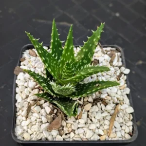 Aloe Minnie Belle Live Speckled Miniature Clustering Rosette Succulent Plant Rick's Pricks