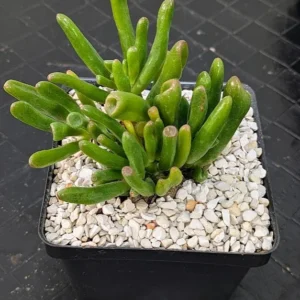 Crassula ovata Gollum Live Trumpet Jade Tubular Leaves Succulent Plant Rick's Pricks