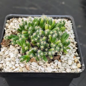 Trichodiadema densum Live Miniature Desert Rose Caudex Succulent Plant Rick's Pricks
