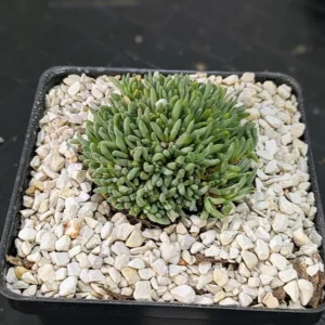 Delosperma sphalmanthoides Live Tufted Ice Plant Cushion Succulent Rick's Pricks
