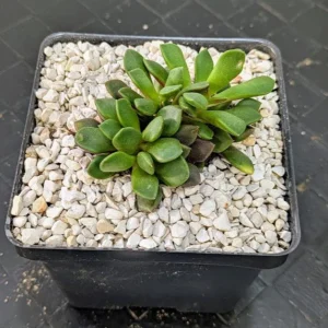 Anacampseros rufescens Live Sand Rose Deep Purple Rosette Succulent Plant Rick's Pricks