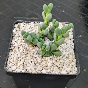 Corpuscularia lehmannii Live Ice Plant Chunky Geometric Gray Green Succulent Rick's Pricks