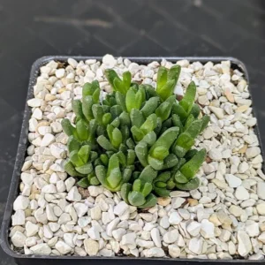 Stomatium Species Live Night Blooming Ice Plant Fragrant Yellow Flowering Succulent Rick's Pricks