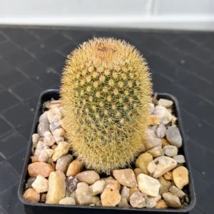 Mammillaria pilcayensis Live Bristle Brush Cactus Dense Golden Spined Plant Rick's Pricks