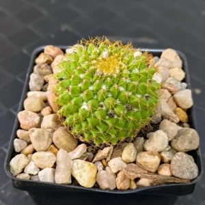 Mammillaria marksiana Live Golden Flowered Pincushion Cactus Chartreuse Plant Rick's Pricks