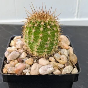 Trichocereus grandiflorus Hybrid Live Columnar Torch Cactus Giant Flowering Plant Rick's Pricks
