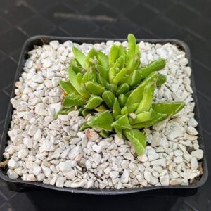 Faucaria tigrina variegata Live Variegated Tiger Jaws Cream and Green Succulent Plant Rick's Pricks