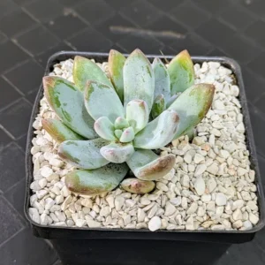 Pachyveria Powder Puff Live Exotica Frosty Silvery Blue Rosette Succulent Plant Rick's Pricks