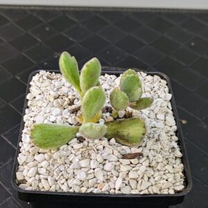 Cotyledon ladismithiensis variegata Live Variegated Bears Paw Fuzzy Cream and Green Succulent Plant Rick's Pricks