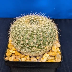 Notocactus elegans Live Elegant Ball Cactus Symmetrical Golden Spined Plant Rick's Pricks