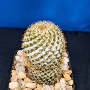 Mammillaria columbiana Live Colombian Pincushion Cactus Golden Spined Cylindrical Plant Rick's Pricks