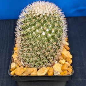 Mammillaria spinosissima Var. rubrispina Live Red Headed Irishman Copper Red Spined Cactus Plant Rick's Pricks
