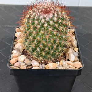 Mammillaria rhodantha Live Rainbow Pincushion Cactus Coppery Red and White Spined Plant Rick's Pricks