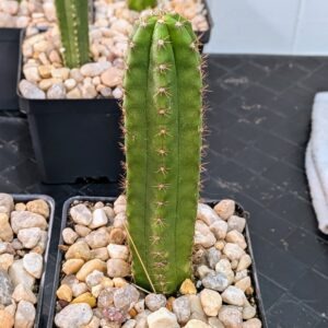 San Pedro Cactus Time Warp x Rolleston 2 Rare Live Columnar Trichocereus Hybrid Plant Rick's Pricks
