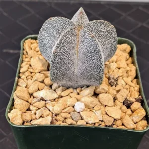 Astrophytum onzuka Live Starry Dragon Cactus White Flecked V-Patterned Plant Rick's Pricks