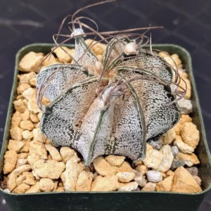 Astrophytum capricorne Live Goats Horns Cactus Twisted Curved Spines White Flecked Plant Rick's Pricks