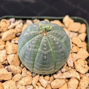 Euphorbia obesa Live Baseball Plant Spineless Spherical Succulent Rick's Pricks
