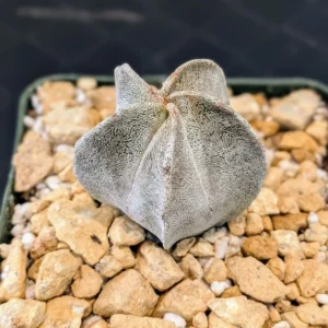 Astrophytum onzuka Live Bishops Cap Spineless Star Cactus Plant Rick's Pricks