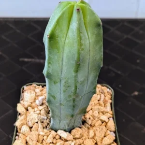 Myrtillocactus geometrizans Live Blue Myrtle Candelabra Cactus Plant Rick's Pricks