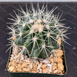 Echinocactus grusonii Live Golden Barrel Cactus Spherical Golden Spined Plant Rick's Pricks