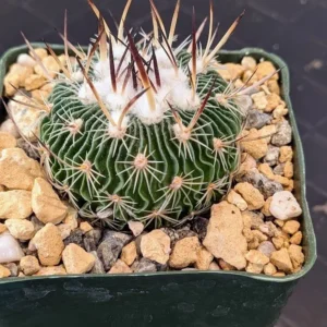Stenocactus multicostatus Live Brain Cactus Wavy Ribbed Spherical Plant Rick's Pricks