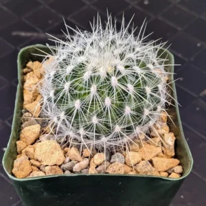 Thelocactus macdowellii Live Macdowells Pincushion Dense White Spined Cactus Plant Rick's Pricks