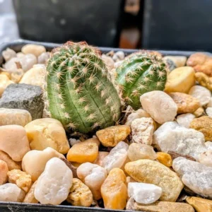 Echinopsis Rose Quartz Live Blooming Hybrid Cactus Rick's Pricks