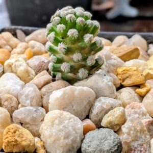 Mammillaria theresae Live Violet Jewel Cactus Feathery White Spined Plant Rick's Pricks