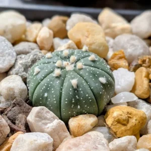 Sand Dollar Cactus Live Spineless Astrophytum Plant Rick's Pricks