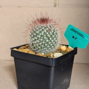 Red-Headed Irishman Live Copper Spined Mammillaria Cactus Plant Rick's Pricks