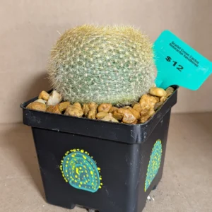 Scarlet Crown Cactus Live Crimson Flowering Rebutia Plant Rick's Pricks